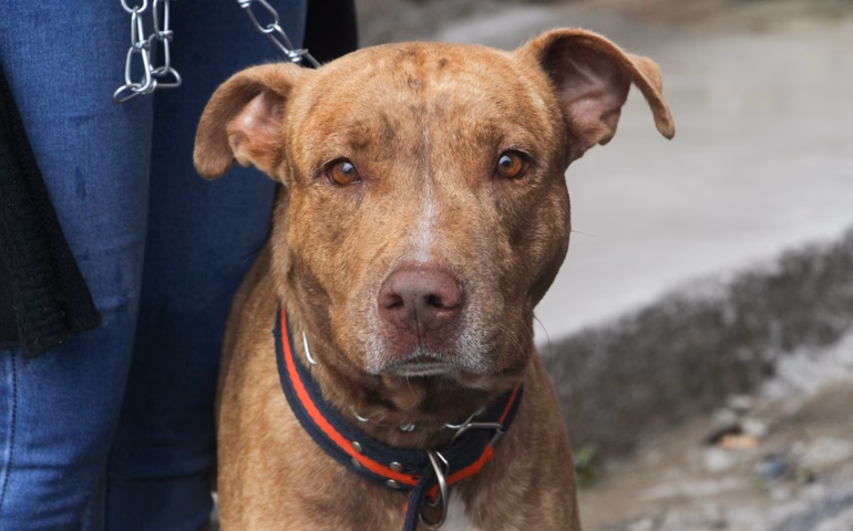 Penedo ultrapassa meta da campanha antirrábica 2025