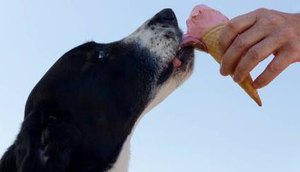 pets-tem-diabetes-21082023151826245 / Foto: Foto: Mikkel Bendix/Pexels