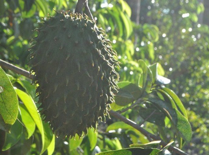 Exposição apresenta resultados do incentivo à fruticultura em Alagoas