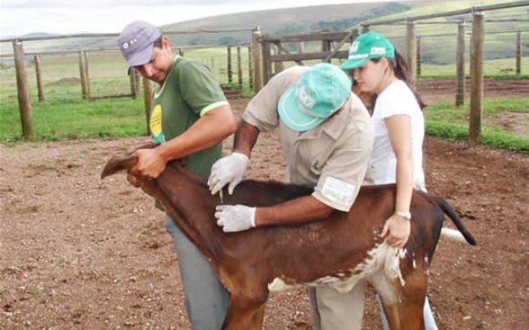 Mais de 200 kg de produtos de origem animal são apreendidos em Maceió
