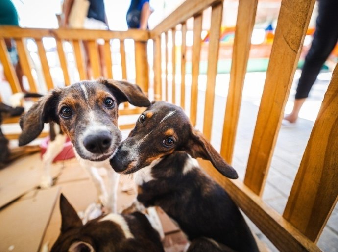Saúde orienta tutores sobre cuidados com cães e gatos durante os festejos juninos