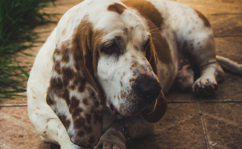 Verminoses: um perigo silencioso para os pets