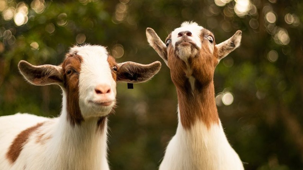 Cabras raras do Paquistão têm filhotes em zoológico na Rússia