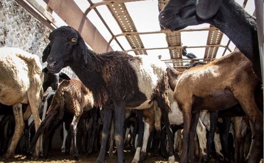 Produção de sabonetes à base de leite é impulsionada por APL Ovinocaprinocultura
