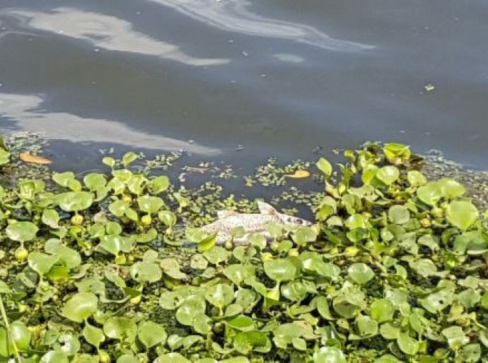 IMA identifica responsável por morte de peixes no rio Camaragibe
