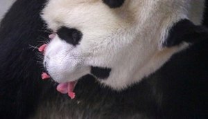 BEBÊS GÊMEOS BANDA / Foto: Benoit Bouchez Pairi Daiza/Reuters