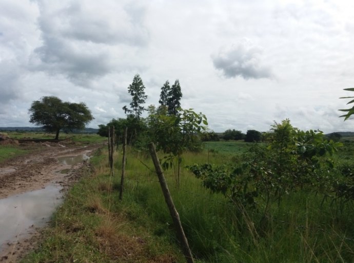 Satuba: técnicos do IMA monitoram recuperação de áreas degradadas