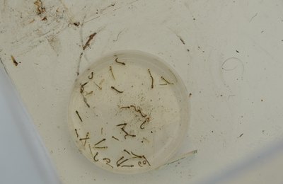 Sesau orienta sobre os cuidados para evitar proliferação da dengue