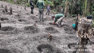Plantação de maconha / Foto: Pelotão Ambiental