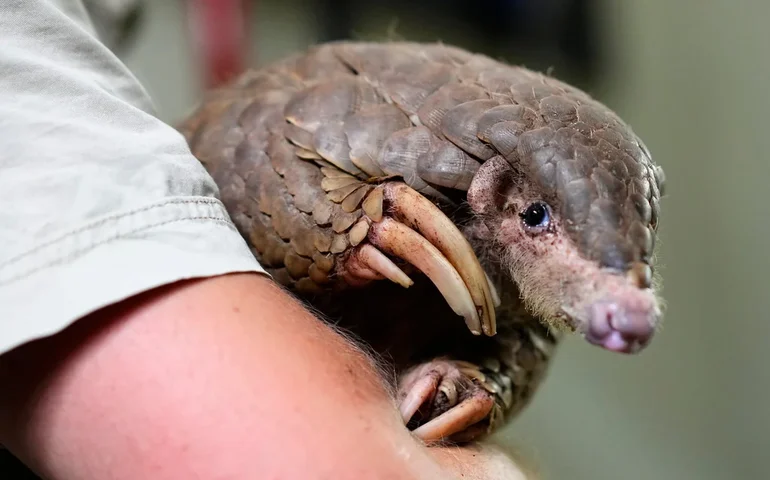 Esses tamanduás tímidos e escamosos são os mamíferos mais traficados do mundo
