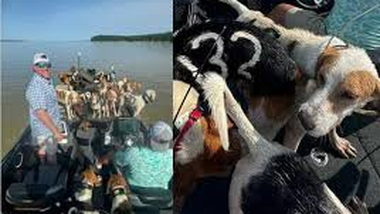 Pescadores resgatam 38 cães de afogamento em lago no Mississippi