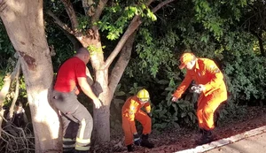 Corpo de mulher é encontrado no Bosque das Arapiracas e polícia apura possível ligação com desaparecimento
