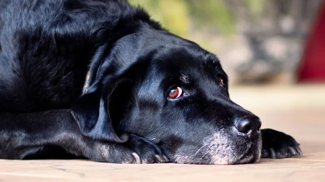 Os animais que passam anos aguardando uma família
