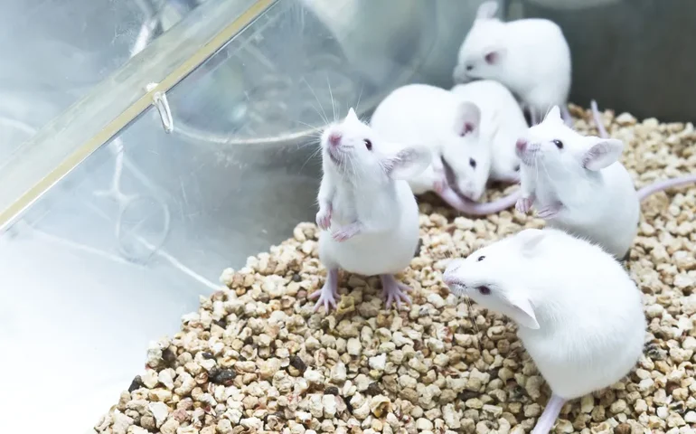 Os animais conseguem contar números? Pesquisa identifica um sentido de numeração entre roedores