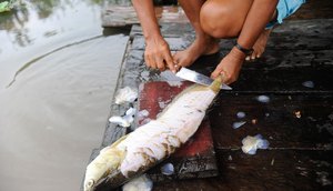 PEIXES AGÊNCIA BRASIL / Foto: Agência Brasil