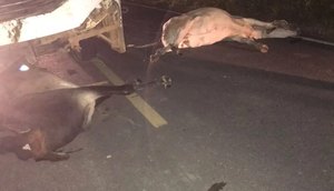 Ônibus escolar atropela quatro animais soltos na pista em Brejo Grande