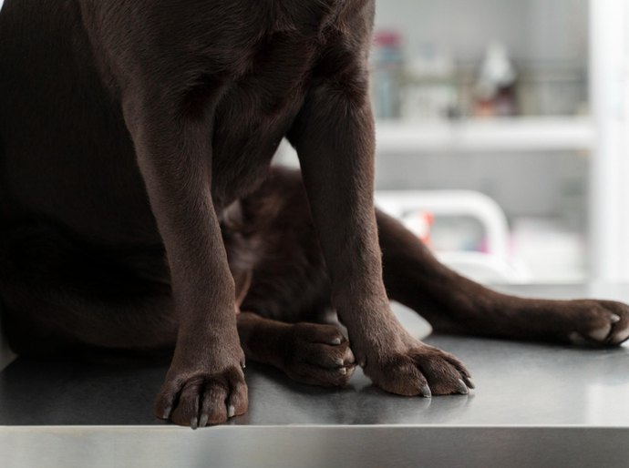 Polícia Civil apura suspeitas de maus-tratos a cães em Viçosa