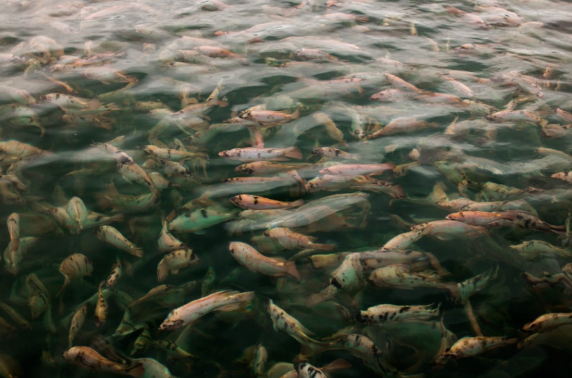 Com produção responsável, tilápia fortalece a segurança alimentar no Brasil