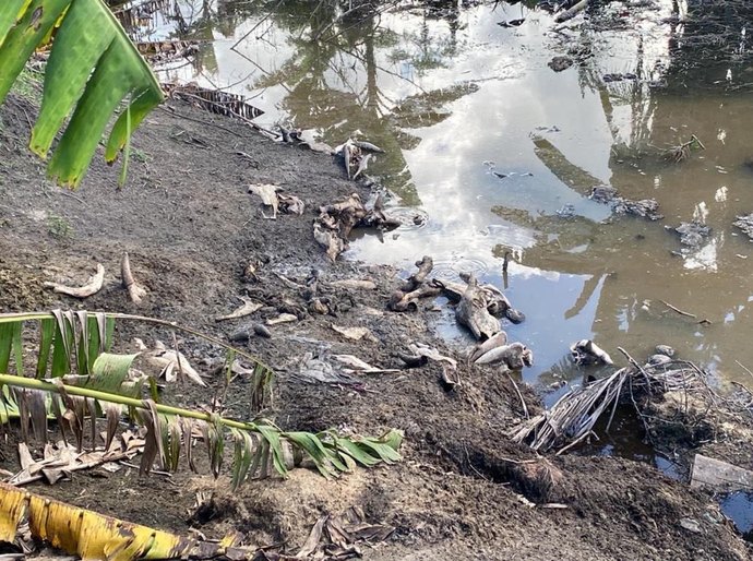 IMA e Batalhão Ambiental flagram abate clandestino de carne em São Luiz do Quitunde