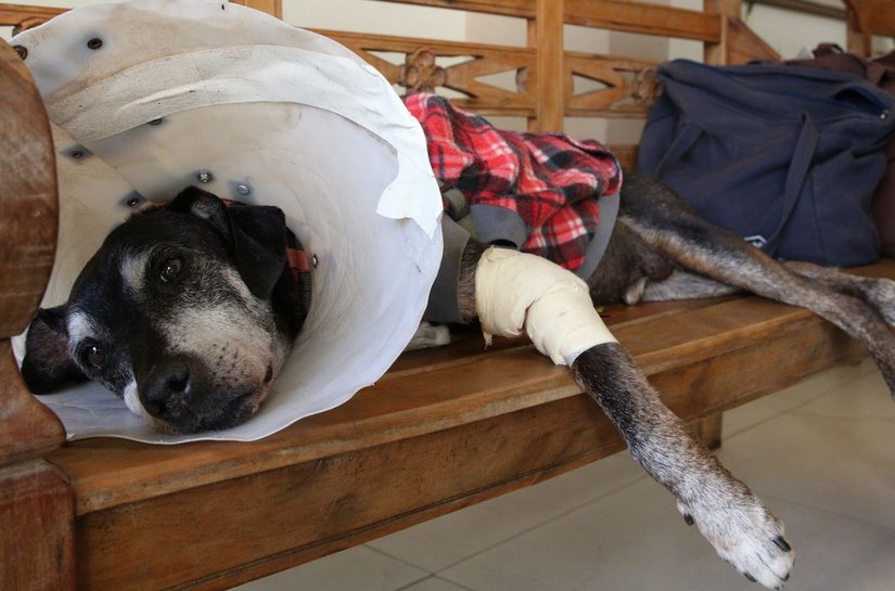 Câmara aprova projeto que tipifica exercício ilegal da veterinária