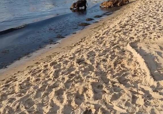 Javalis 'invadem' praia na Polônia e aproveitam dia de sol