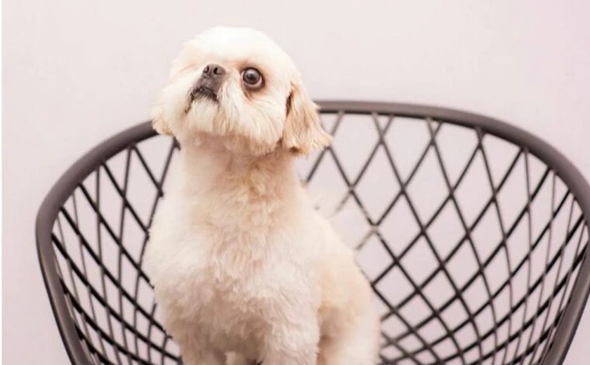 OAB MG 'nomeia' cachorro para ocupar diretoria