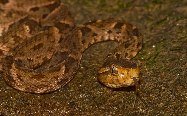Cobras, escorpiões e traficantes: veja os 10 maiores perigos do Darién, rota migratória que bate recordes