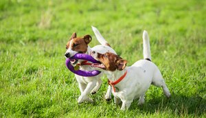 TV Atalaia promove primeiro evento gratuito para pets neste domingo; confira programação / Foto: Foto: Freepik/Arquivo