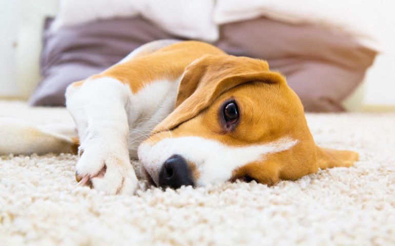 Intoxicação de cães: Polícia indicia 4 da Tecnoclean por contaminação de petiscos