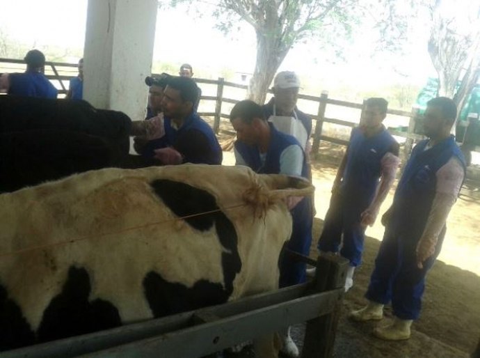 Pequenos produtores fazem de curso de inseminação artificial