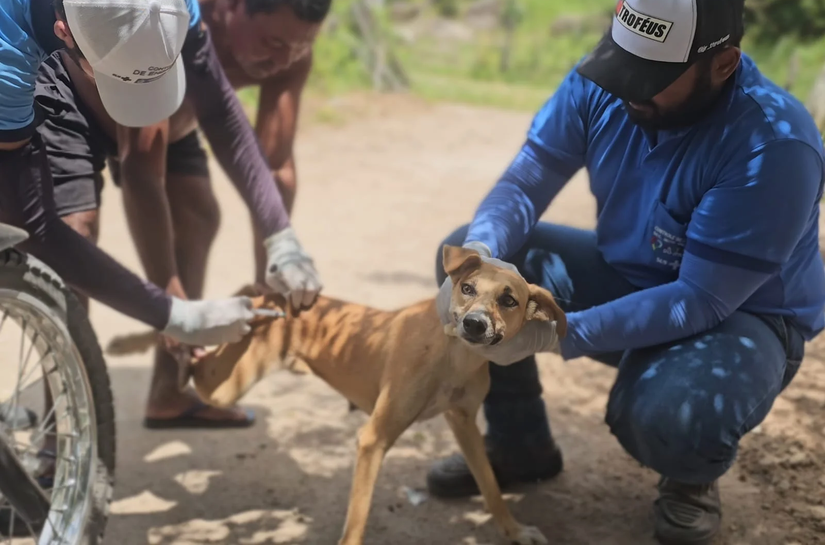 Campanha de Vacinação Antirrábica é iniciada em Santana do Ipanema