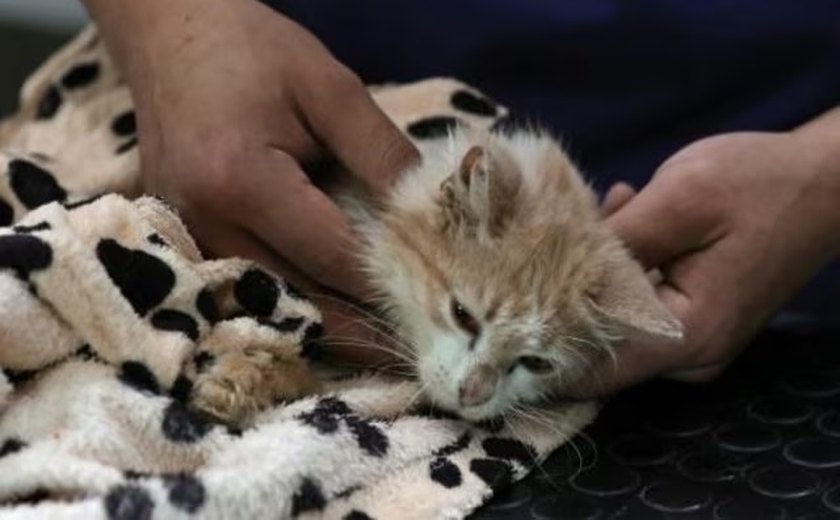 'Ilha dos gatos mortos': doença viral mata pelo menos 300 mil felinos no Chipre