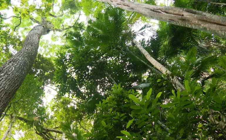 Como garantir a biodiversidade em projetos de reflorestamento?