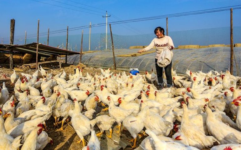 China tem primeiro caso no mundo de gripe aviária H10N3 em humanos