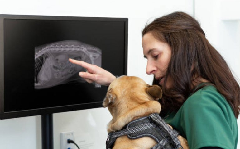 'Diagnósticos em 15 segundos': veterinários recorrem à Inteligência Artificial para atender pets na Coreia do Sul; entenda