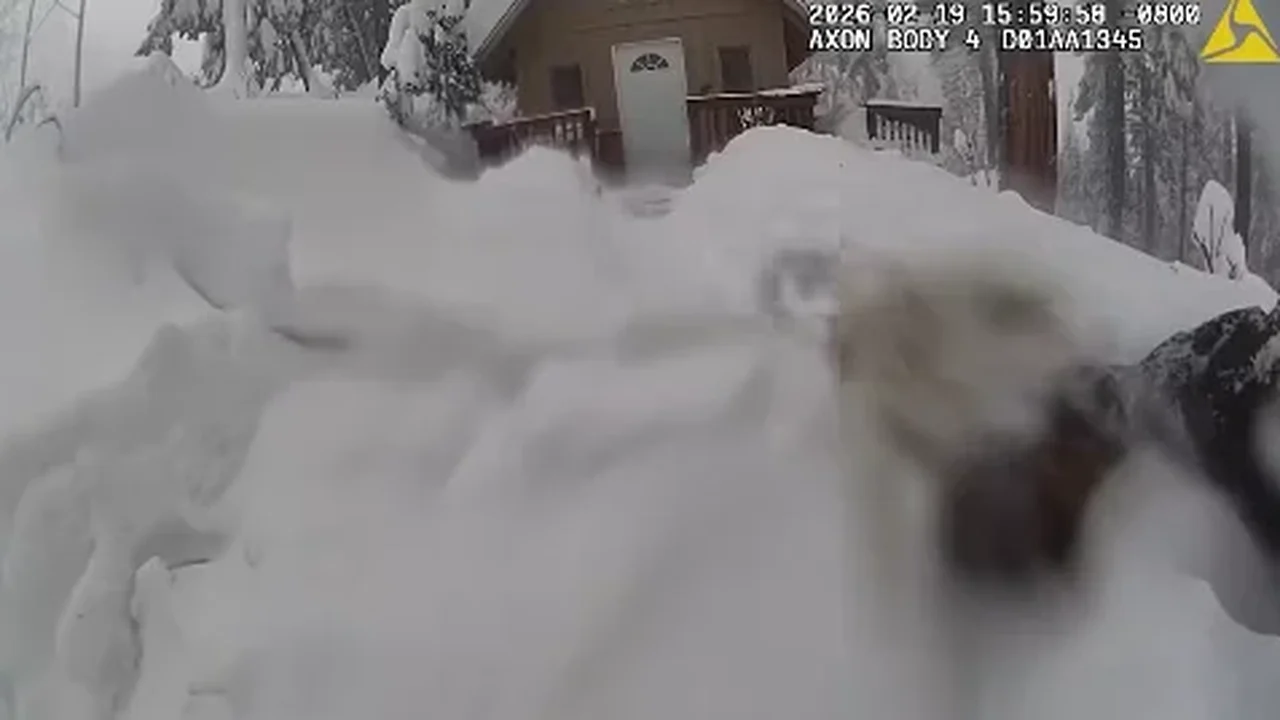 Homem e cachorro resgatados de cabana isolada durante rigoroso inverno.