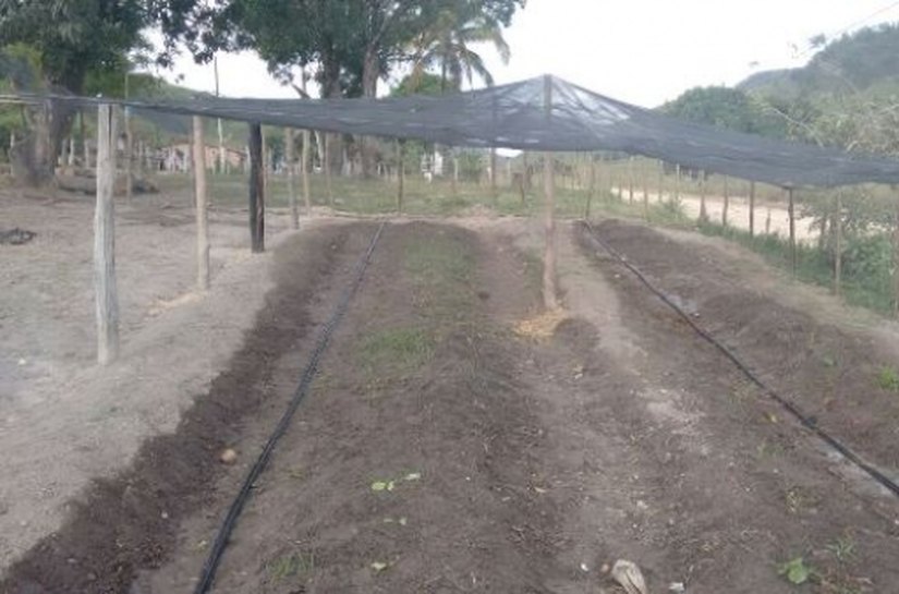 Nascentes revitalizadas pela Semarh proporcionam plantio em Cajueiro