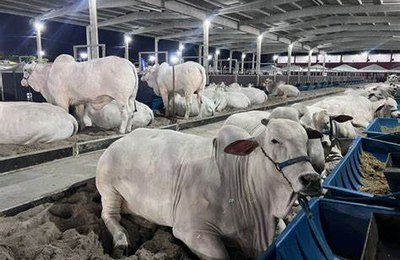 73ª Expoagro/AL começa neste sábado (21) e promete ser maior maior em negócios