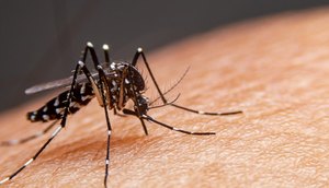 mosquito-dengue-1152x768