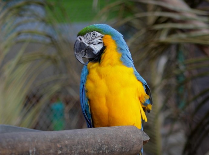 Em Alagoas, empreendimentos de fauna contribuem para a preservação das espécies