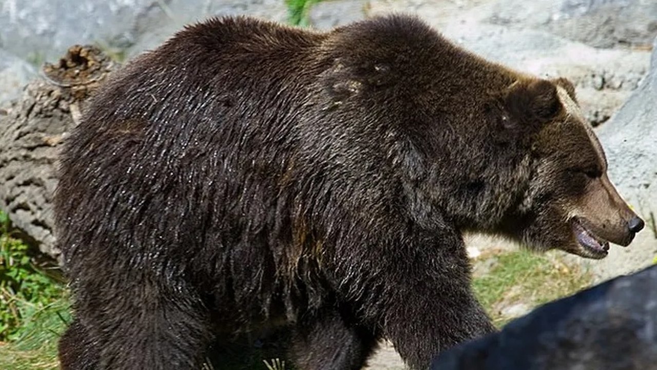 Ursos estão morrendo de fome no Japão por falta de salmão nos rios