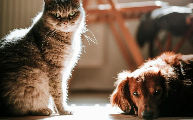 Cuidado gastrointestinal define a saúde de cães e gatos