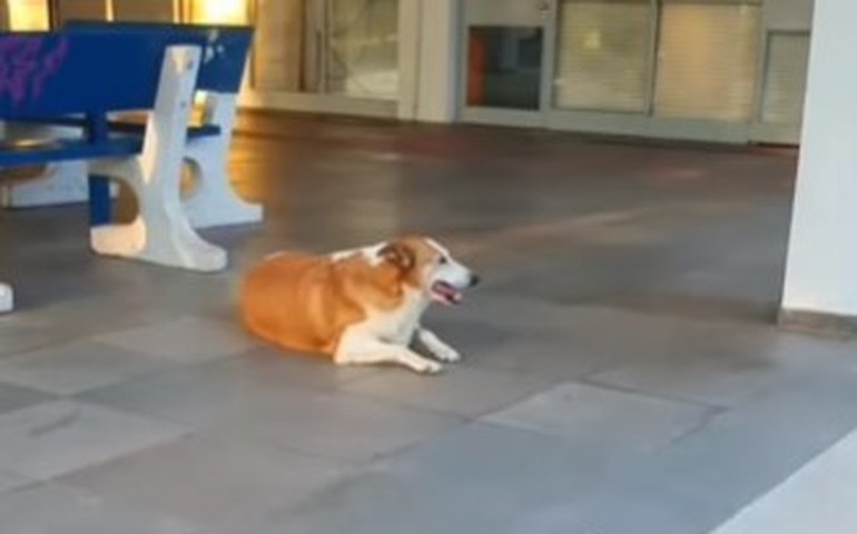 Conheça Silveira, cachorro 'reitor' da UFSM que viralizou nas redes