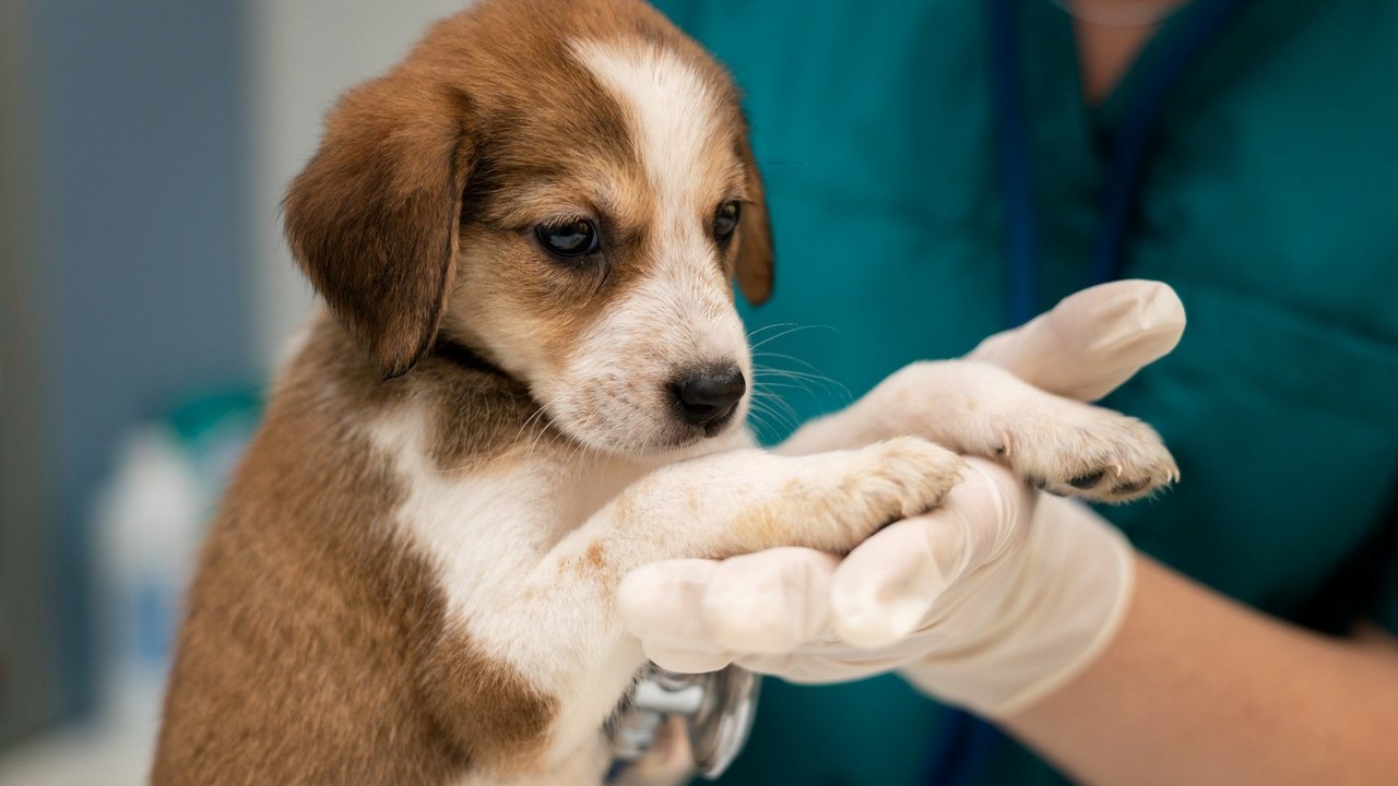 Imunização preventiva protege pets de doenças fatais
