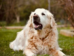 Envelhecimento canino exige novas práticas de cuidado - Pexels (1).jpg 