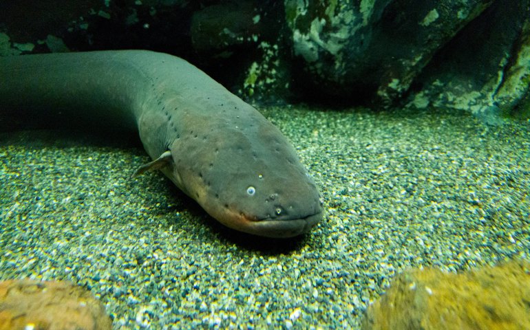 Pesquisadores fazem expedição em busca de peixes-elétricos na Amazônia