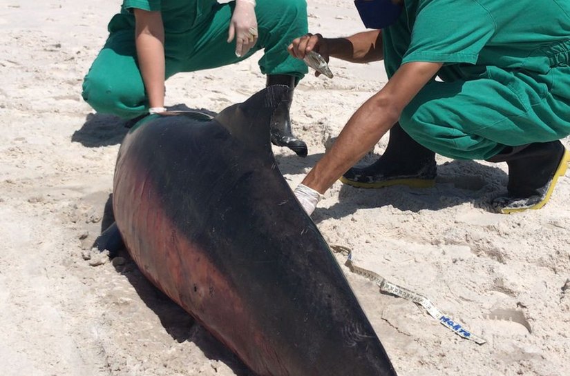 Encalhados na praia: em uma semana, 5 golfinhos são encontrados mortos em AL