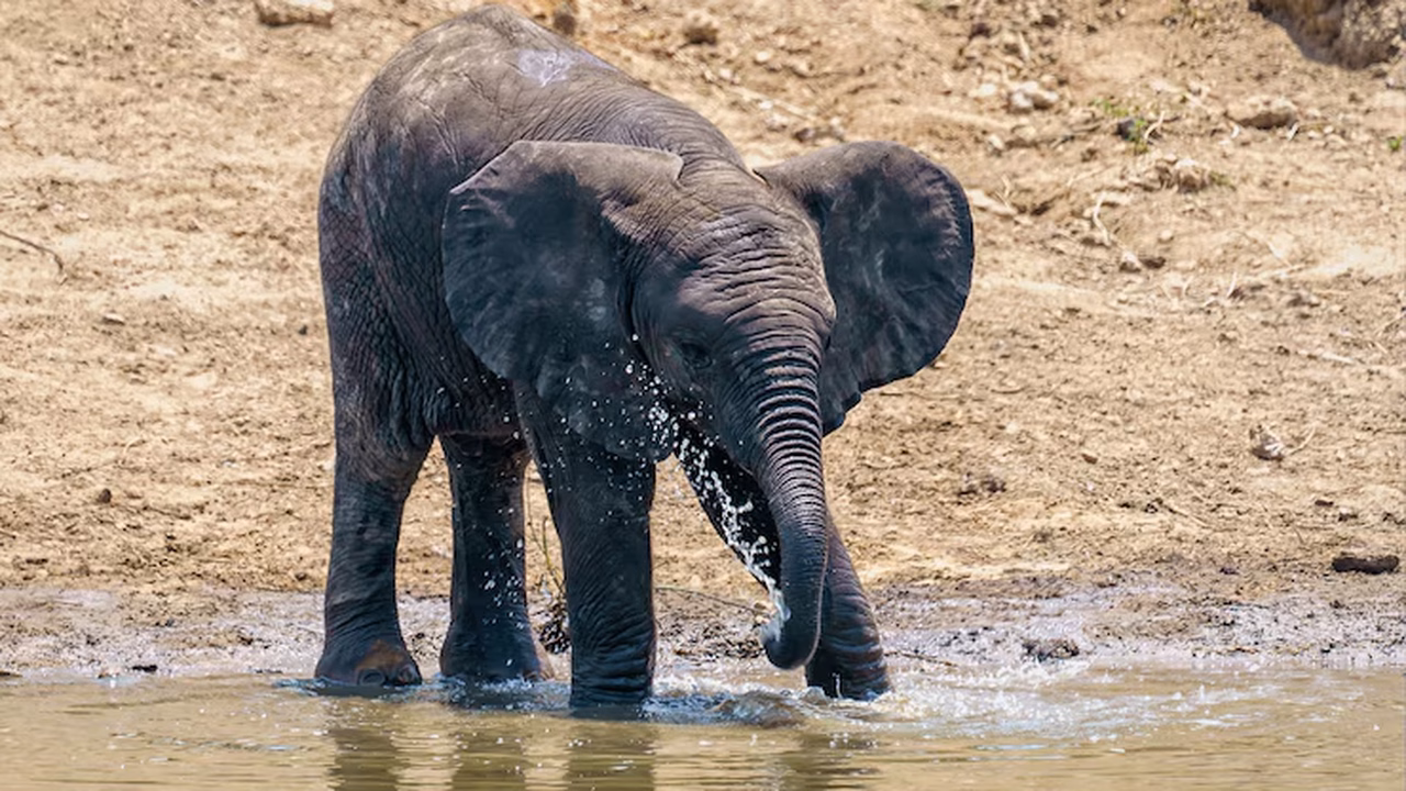 Bebê elefante se aventura na água