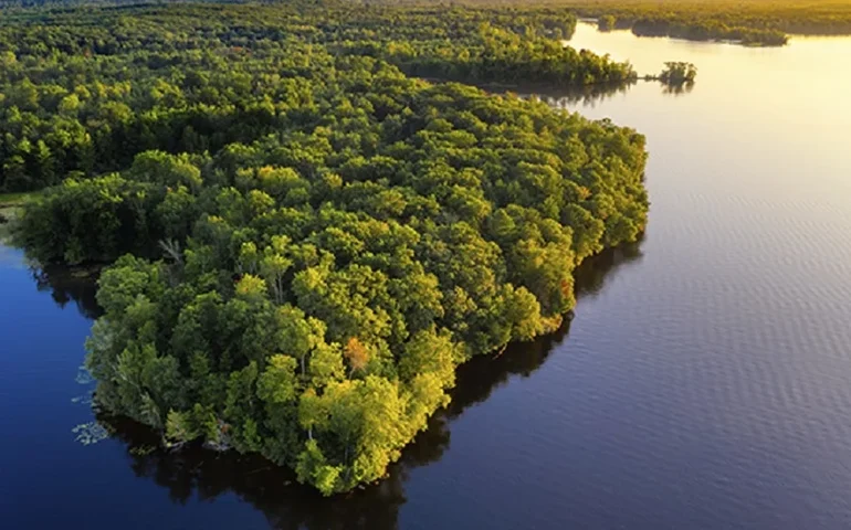 COP30 no Brasil: agenda ambiental deve florescer?