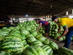 28102026 Ceasa Abastecimento Frutas Verduras (PF)_0124.jpg.jpeg 
